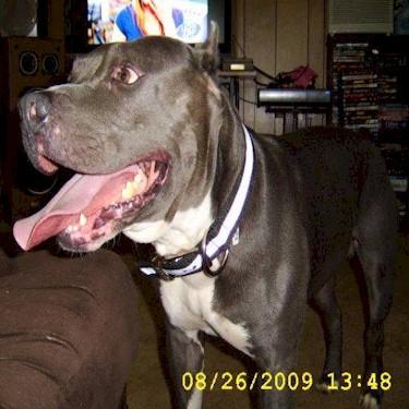 Howells Pure Blue Pitts Sir Ceaser sire Ox Pit Bull.jpg